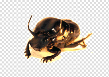 Beetle PNG High-Quality Image