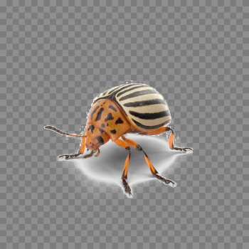 Beetle PNG Photo