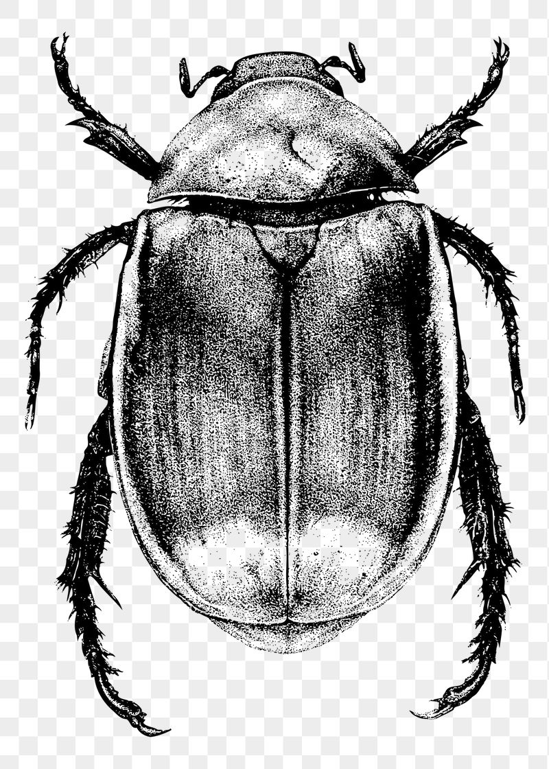 Beetle png sticker illustration, transparent | Free PNG - rawpixel