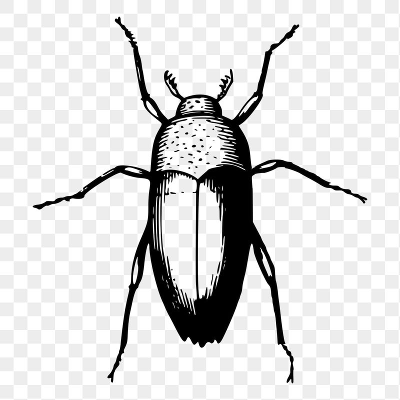 Beetle png sticker, vintage insect | Free PNG - rawpixel