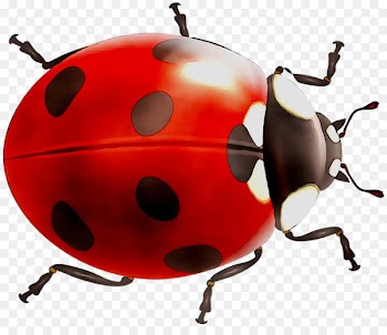 Beetle Product design Lady Bird -  