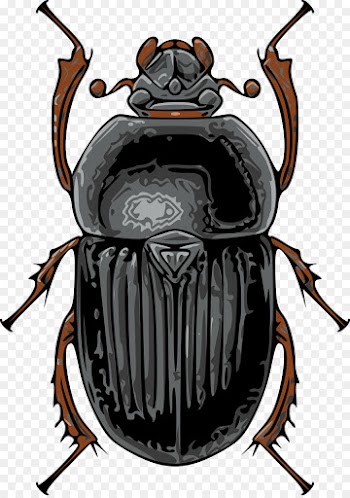 Beetle, Scarabs, True Bugs, Insect, Stag Beetles PNG