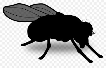 Beetle, Silhouette, Pollinator, Insect, Black PNG