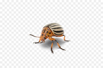 Beetle Weevil Portable Network Graphics Transparency Image - beetle 