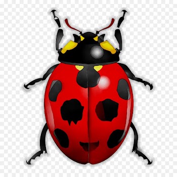 Beetles and Other Insects Ladybird beetle True bugs Arthropod -  