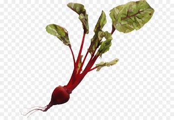 beetroot beet greens flower beet plant