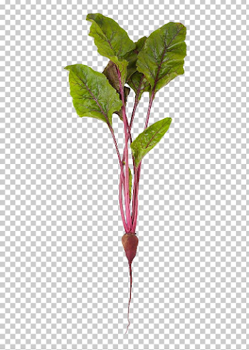 Beetroot Common Beet Vegetable Stock Photography Organic Food PNG ...