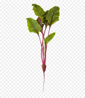 Beetroot Common beet Vegetable Stock photography Organic food - Purple beet 