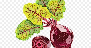 beetroot vegetable cabbage leaf leaf vegetable