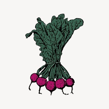 Beets clipart, vintage illustration vector. | Free Vector Illustration - rawpixel