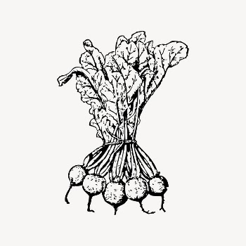 Beets clipart, vintage illustration vector. | Free Vector Illustration - rawpixel