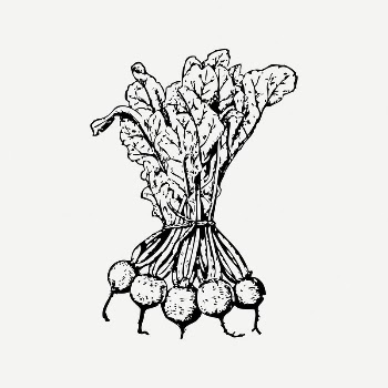 Beets collage element, black & | Free PSD Illustration - rawpixel