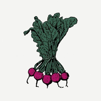 Beets collage element, drawing illustration | Free PSD Illustration - rawpixel