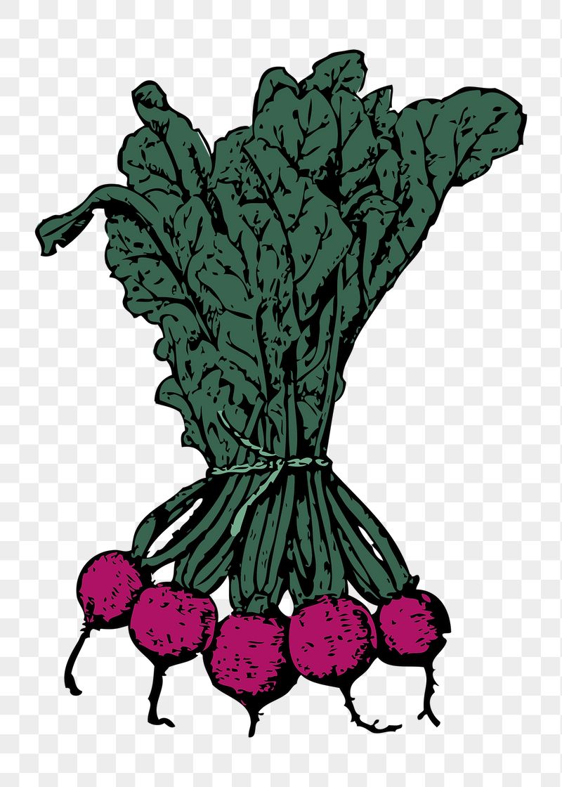 Beets png sticker illustration, transparent | Free PNG - rawpixel