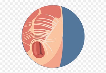 Before Birth, Testicles Are Formed In The Abdomen And - Circle