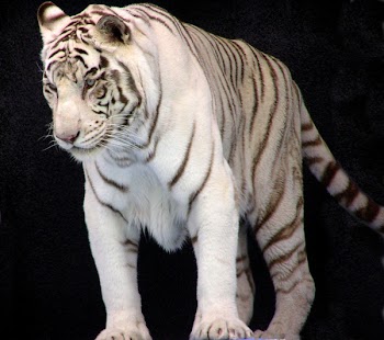 beglib_P1010079_cren_.jpg