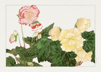 Begonia flower woodblock painting by Tanigami | Free Photo Illustration - rawpixel