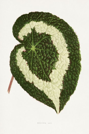 Begonia leaf illustration from Les | Free Photo Illustration - rawpixel