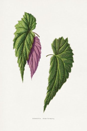 Begonia leaf illustration from Les | Free Photo Illustration - rawpixel