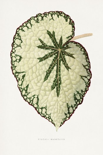 Begonia Marshall leaf illustration from Les | Free Photo Illustration - rawpixel