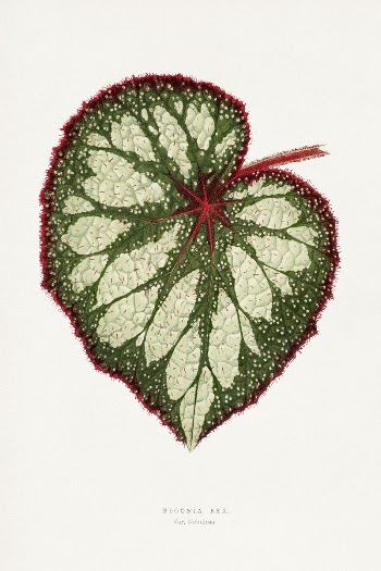 Begonia Rex leaf illustration from Les | Free Photo Illustration - rawpixel