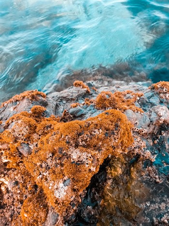 Beige Algae on Brown Rock Formation Near Body of Water
