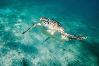 beige and black seaturtle swimming during daytime