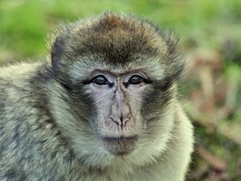 Beige and Brown Monkey