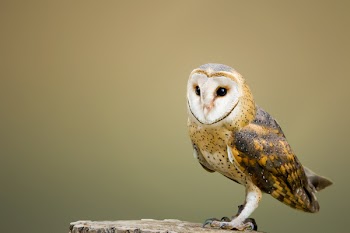 Beige and Brown Owl on Top of Tree Log