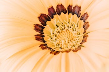 beige and brown petaled flower close up photography