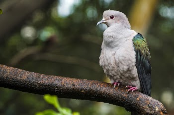 Beige and Green Short-beak Bird Perched on Trunk