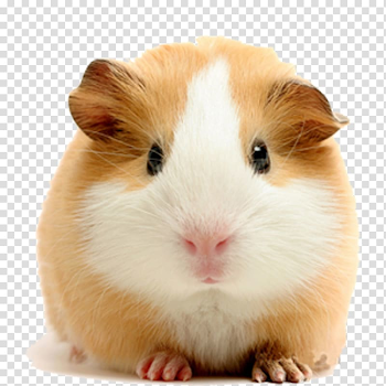 Beige and white guinea pig, Vietnamese Pot-bellied Pet Guinea Pigs ...