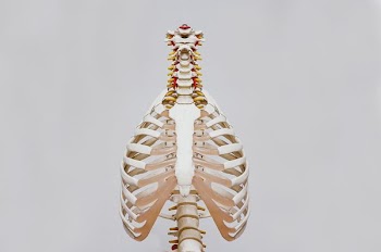 beige and white skeleton