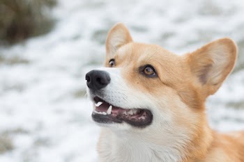 Beige and White Wolf