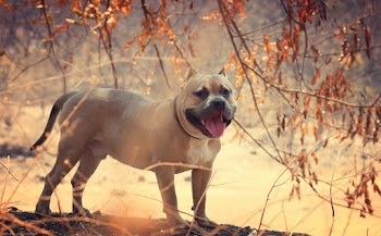 Beige Coated Dog