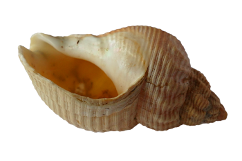 Beige Conch Shell