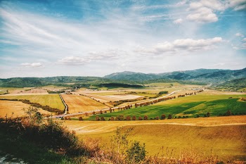 Beige Field Near Trees