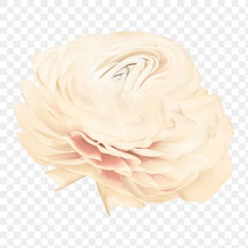 Beige flower PNG sticker, pastel buttercup… | Free stock illustration | High Resolution graphic