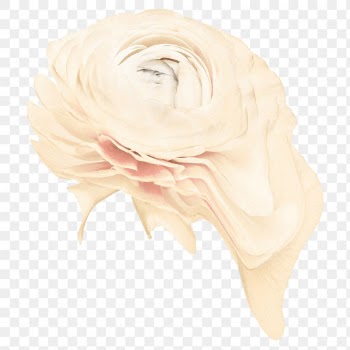 Beige flower PNG sticker, pastel buttercup… | Free stock illustration | High Resolution graphic