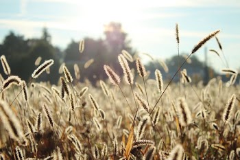 beige fountain grass field at daytime
