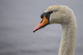 Beige Goose