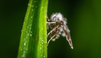 Beige Insect Perched on Green Leaf