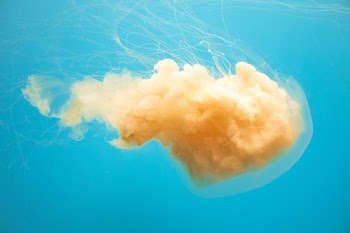 beige jelly fish