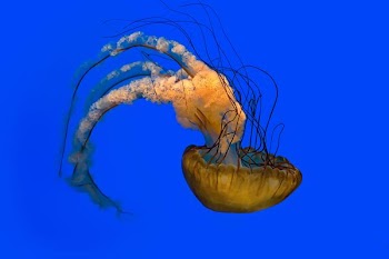 beige jellyfish on blue background