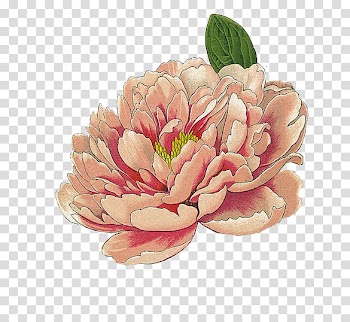 Beige peony in bloom painting, Moutan peony Botanical illustration Watercolor painting Printmaking, Blooming peony transparent background PNG clipart
