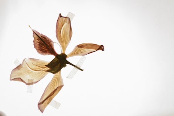 Beige Petal Flower