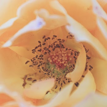 Beige-petaled Flower