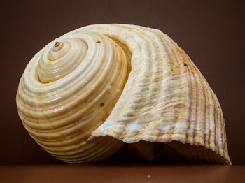 Beige Seashell