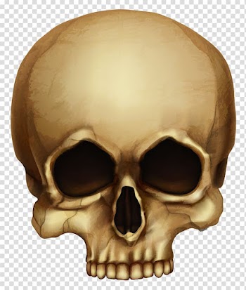 Beige skull , Skull Calavera Halloween Skeleton, Halloween Skull transparent background PNG clipart