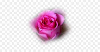 Beijos - Garden Roses